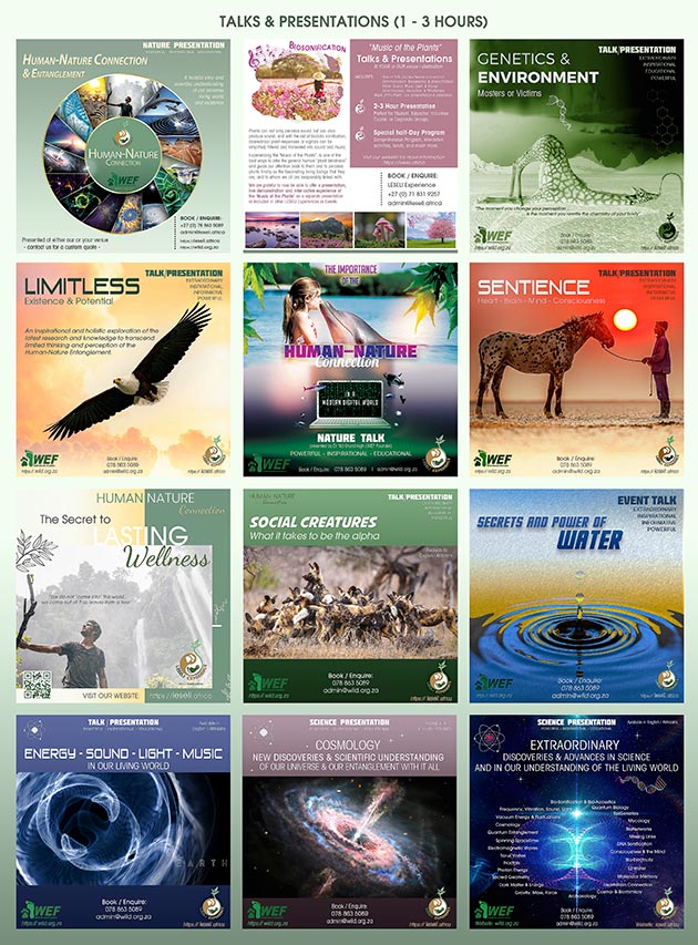 LESELI Experience