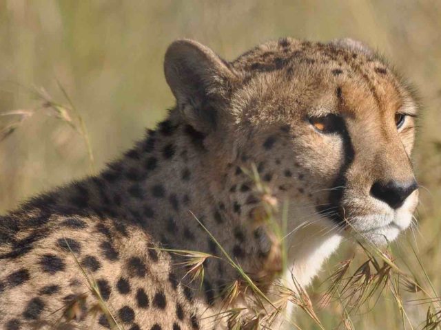 Ann van Dyk Cheetah Centre