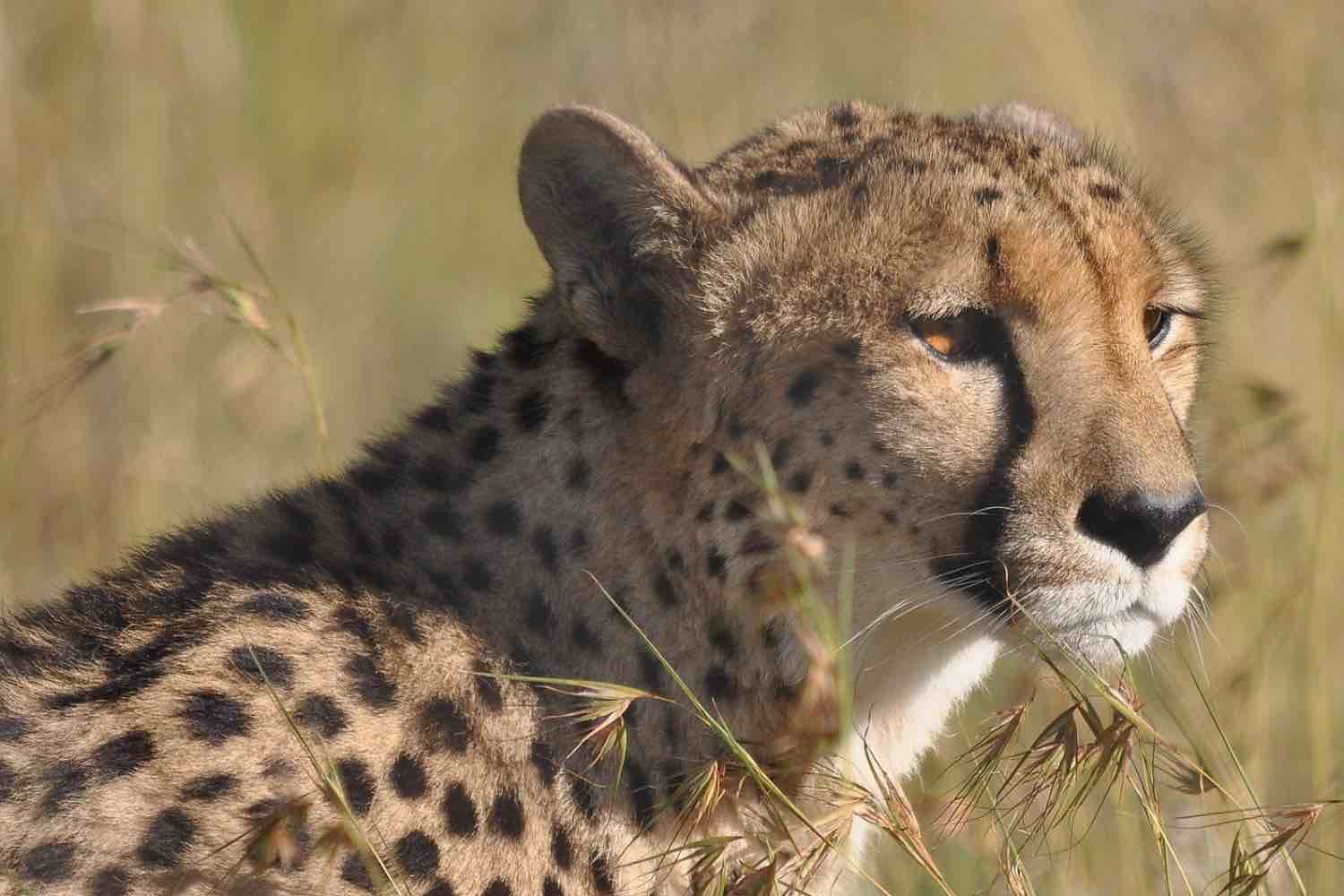 Ann van Dyk Cheetah Centre