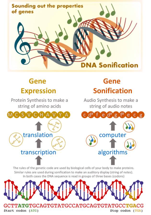 DNA Sonification