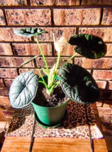 Dragon Scale Plant