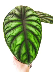 Dragon Scale Plant