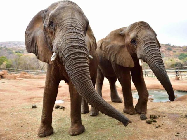 Elephant Sanctuary