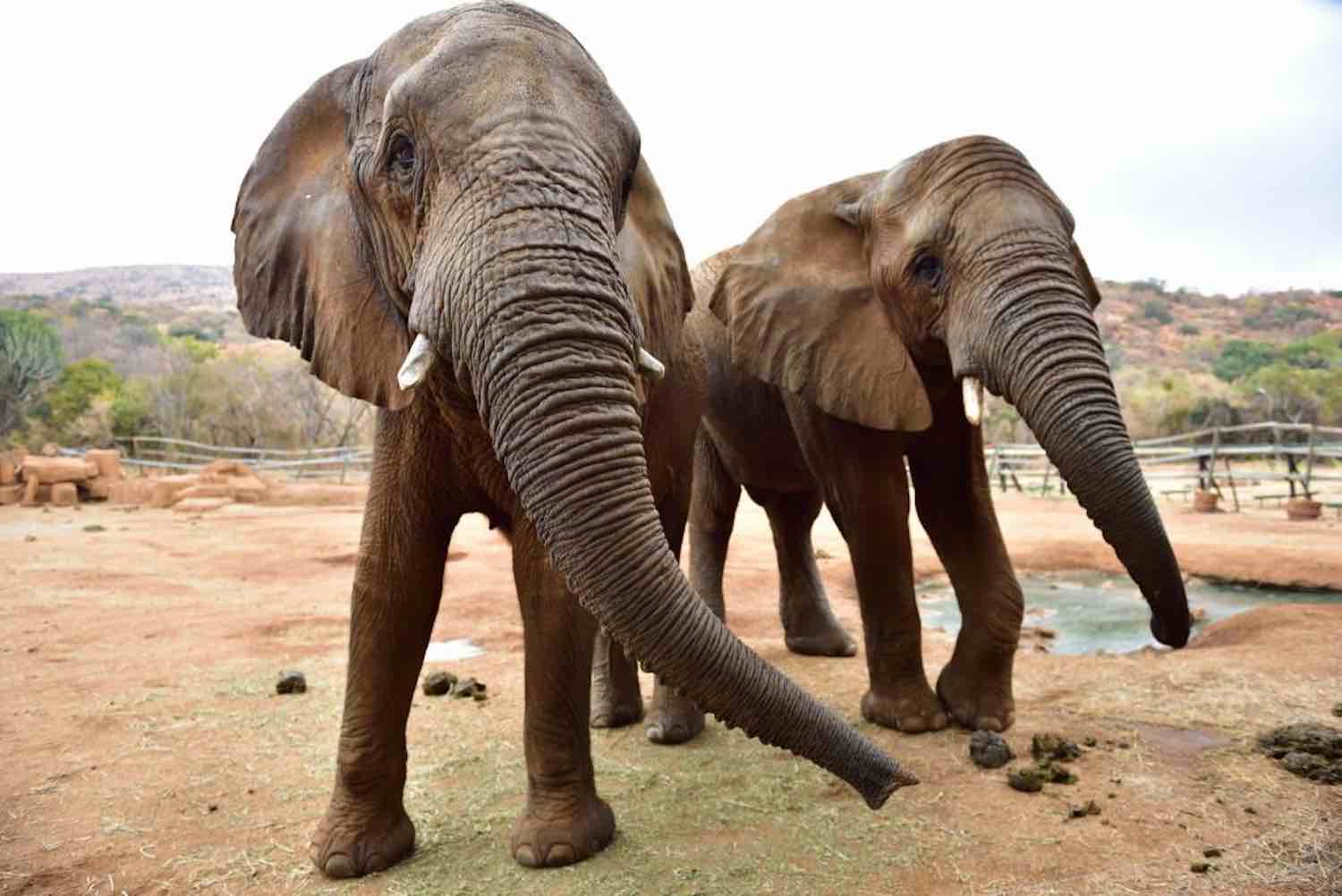 Elephant sanctuary