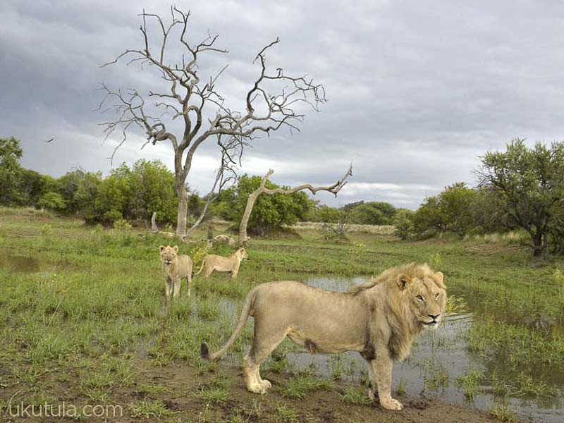 Lion Observation