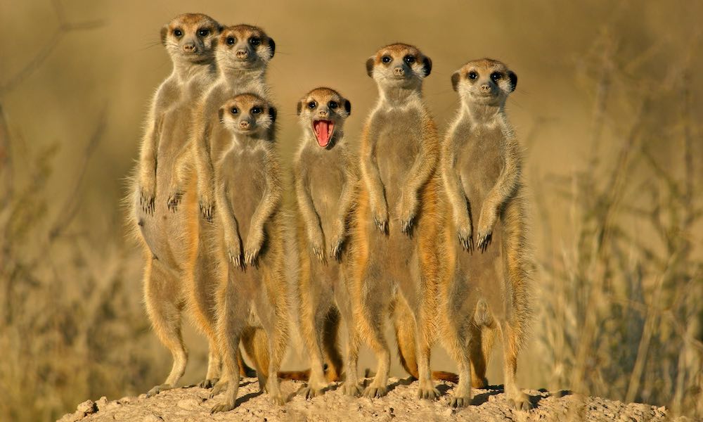 Leseli Experience