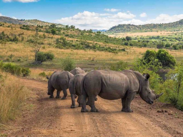 Pilansberg National Park