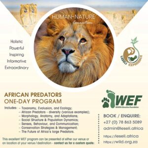 LESELI Experience