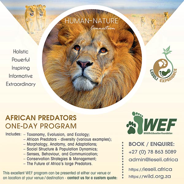 LESELI Experience